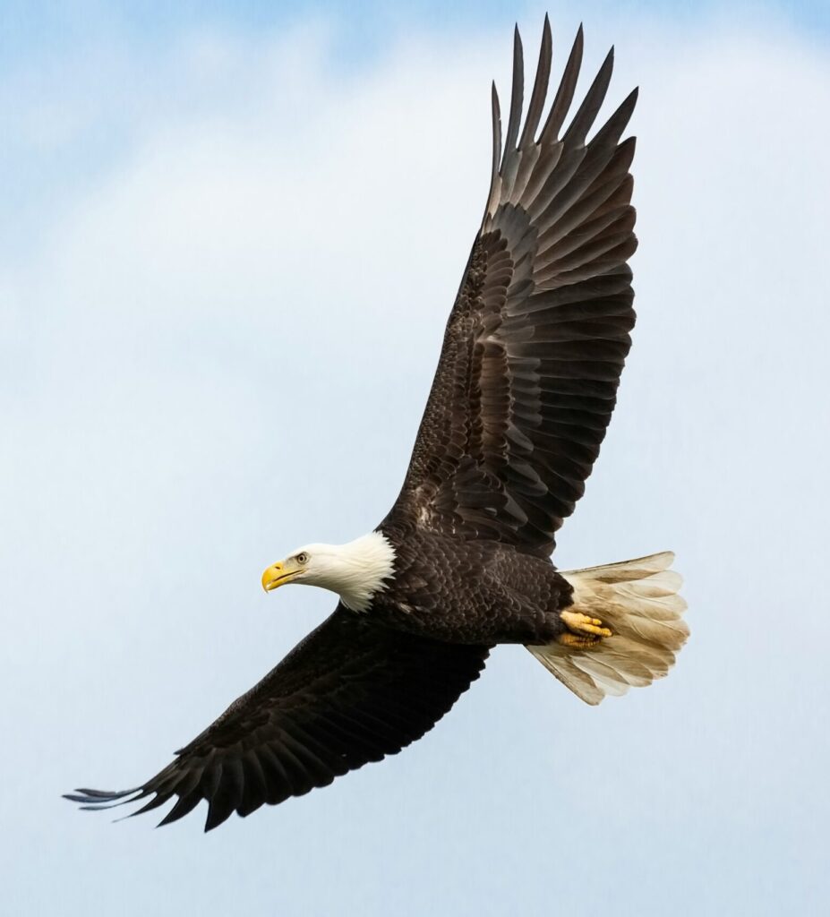 Eagle Soaring